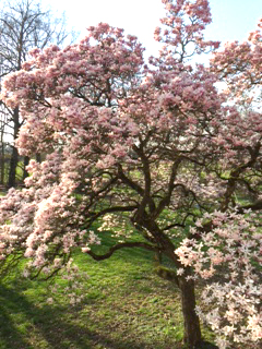 Magnolienbaum-heller